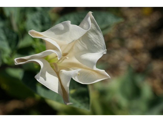 Datura wrightii (Jimsonweed) #40567