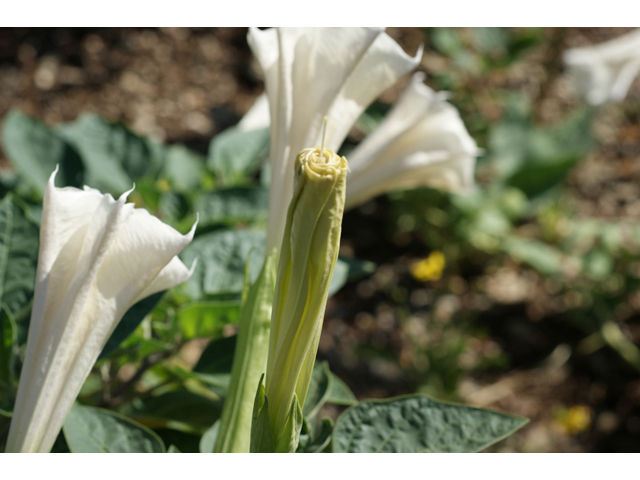 Datura wrightii (Jimsonweed) #40569