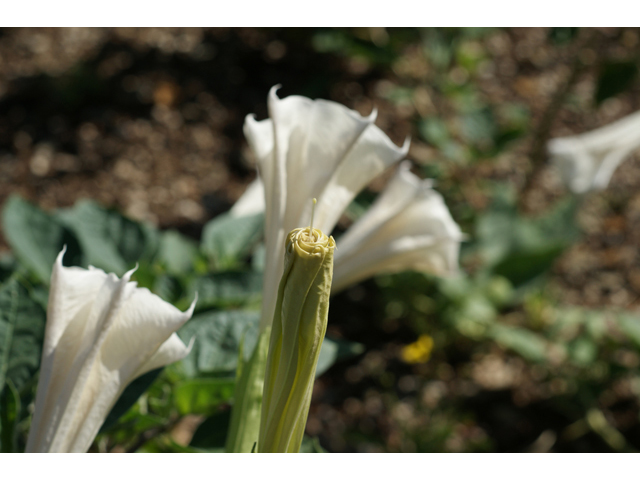 Datura wrightii (Jimsonweed) #40570