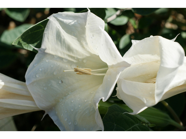 Datura wrightii (Jimsonweed) #40571