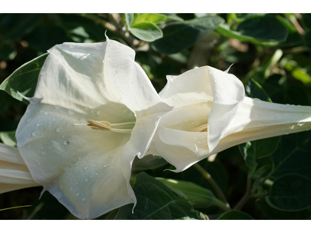 Datura wrightii (Jimsonweed) #40573