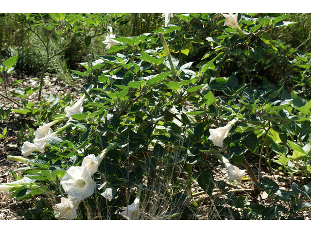 Datura wrightii (Jimsonweed) #40574