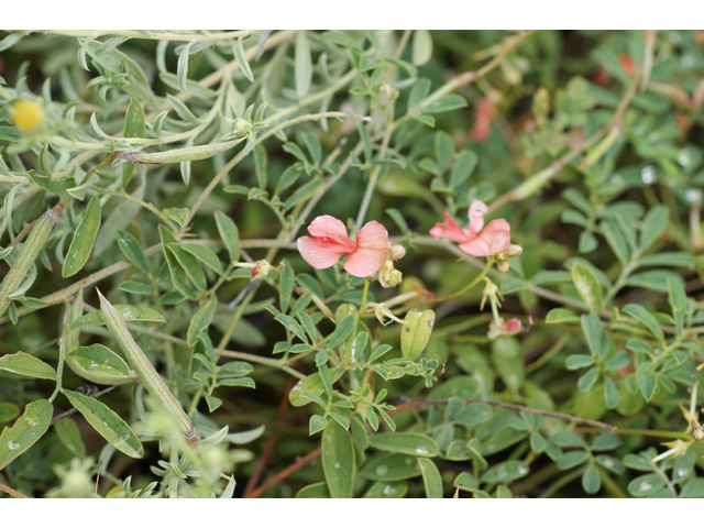 Indigofera miniata (Scarlet pea) #40973