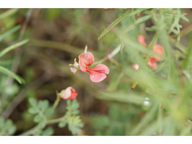 Indigofera miniata (Scarlet pea) #40974