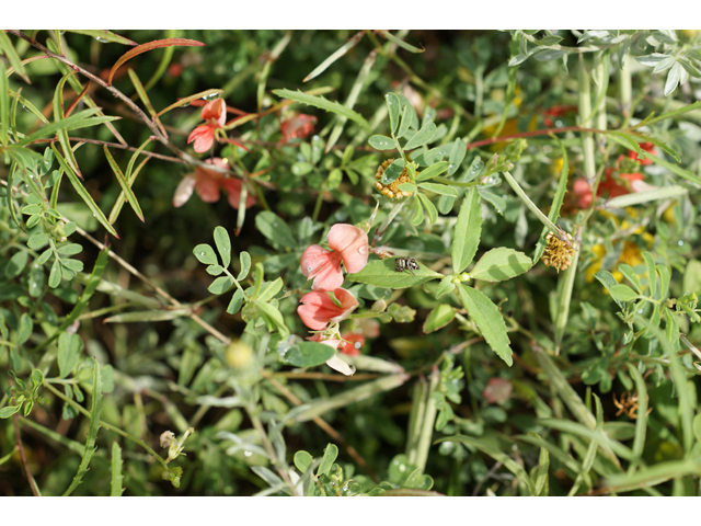 Indigofera miniata (Scarlet pea) #40975