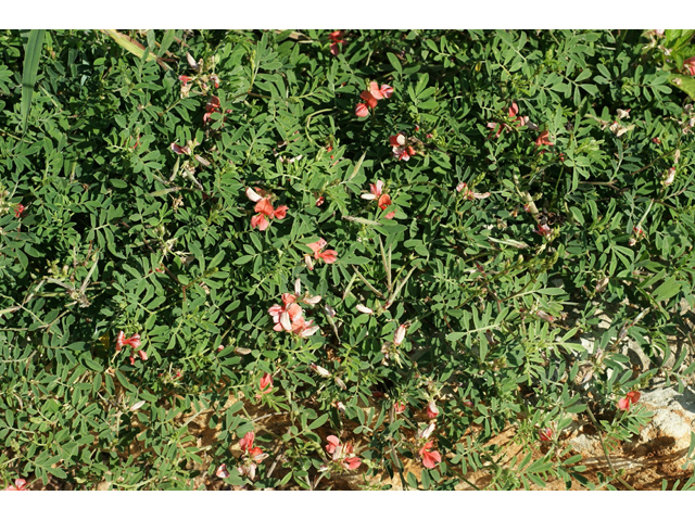 Indigofera miniata (Scarlet pea) #55470