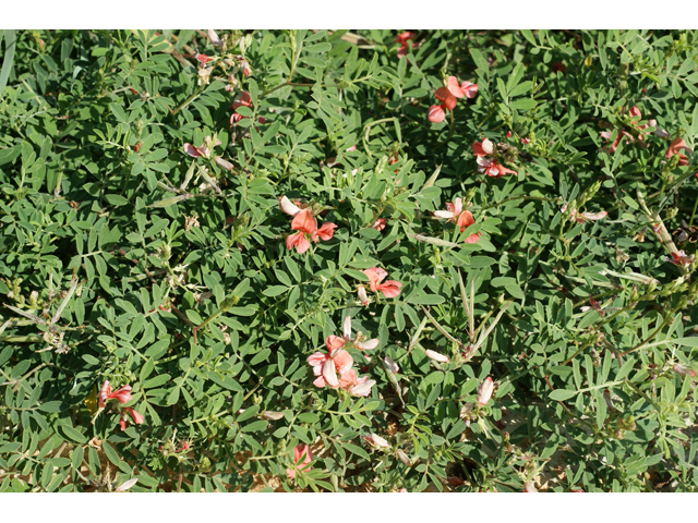 Indigofera miniata (Scarlet pea) #55471