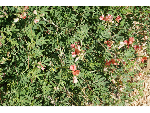 Indigofera miniata (Scarlet pea) #55472