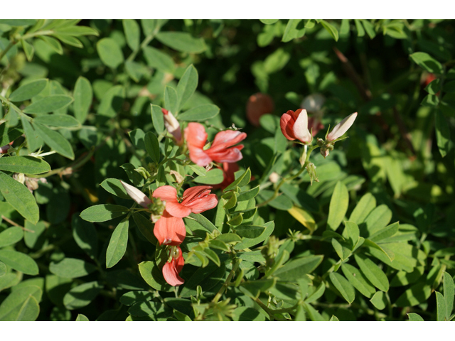 Indigofera miniata (Scarlet pea) #55473