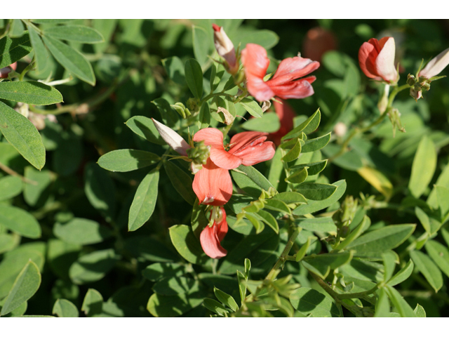 Indigofera miniata (Scarlet pea) #55474