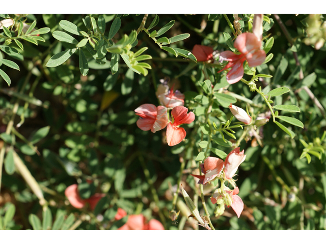 Indigofera miniata (Scarlet pea) #55475