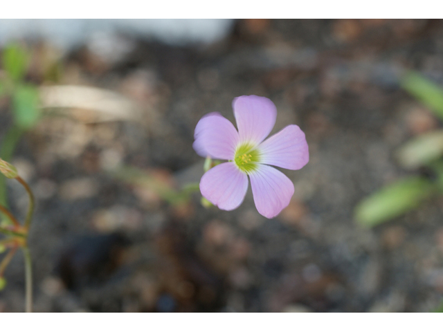 Oxalis drummondii (Drummond's wood-sorrel) #55735