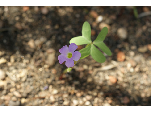 Oxalis drummondii (Drummond's wood-sorrel) #55736