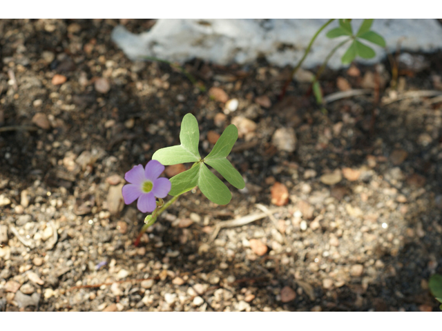 Oxalis drummondii (Drummond's wood-sorrel) #55737