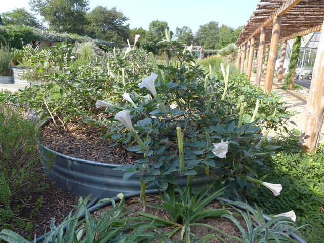 Datura wrightii (Jimsonweed) #55908