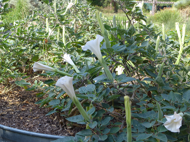 Datura wrightii (Jimsonweed) #55909