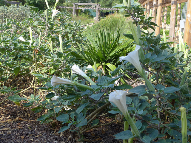 Datura wrightii (Jimsonweed) #55910