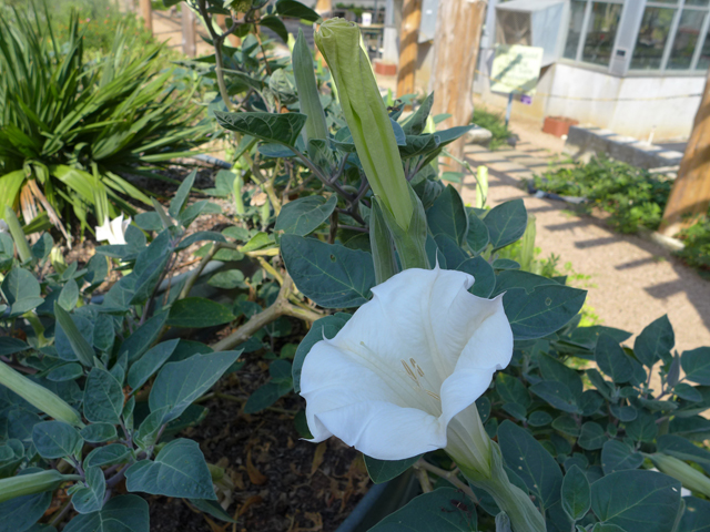 Datura wrightii (Jimsonweed) #55912