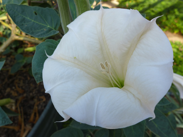 Datura wrightii (Jimsonweed) #55914