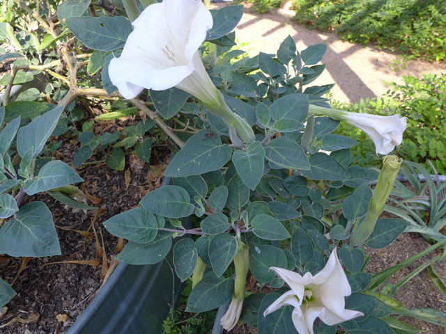 Datura wrightii (Jimsonweed) #55915