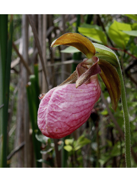 Cypripedium acaule (Moccasin flower) #30801