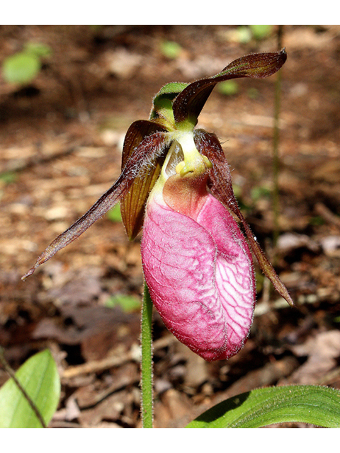 Cypripedium acaule (Moccasin flower) #32482