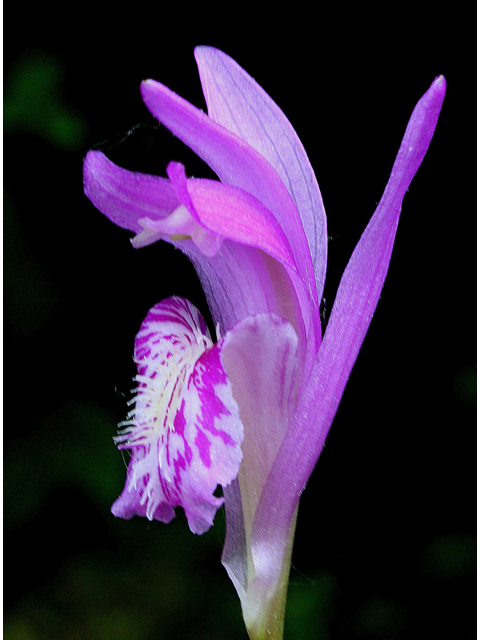 Arethusa bulbosa (Dragon's mouth) #32570