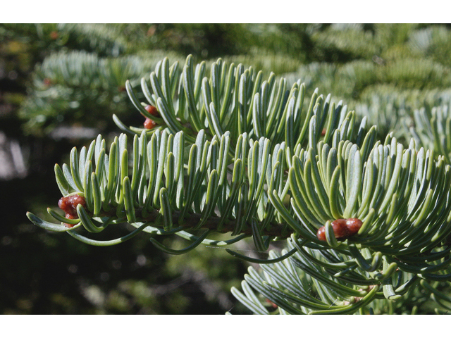 Abies balsamea (Balsam fir) #43988