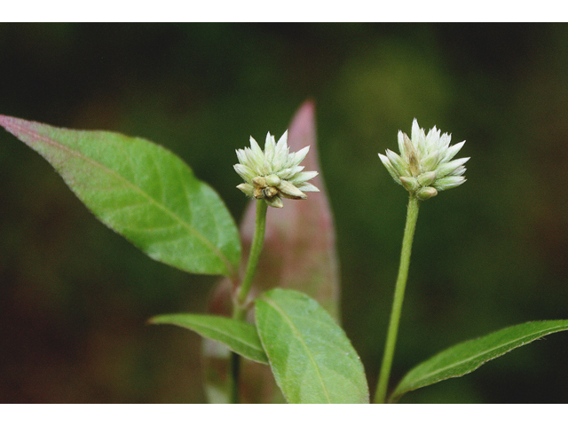 Alternanthera flavescens (Yellow joyweed) #59189