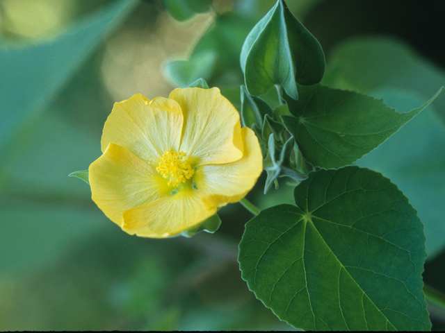 Abutilon hypoleucum (Whiteleaf indian mallow) #21063