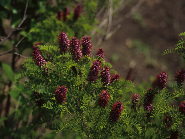 Amorpha nana (Dwarf false indigo) #21243