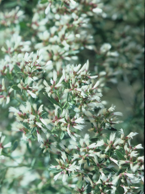 Baccharis halimifolia (Groundseltree) #21510