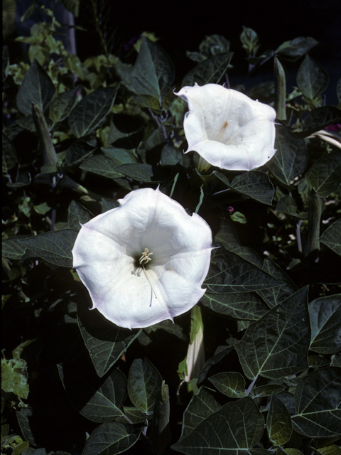 Datura wrightii (Jimsonweed) #22188