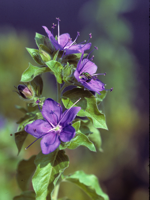 Hydrolea ovata (Blue waterleaf) #22803