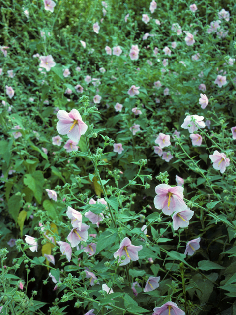 Kosteletzkya virginica (Virginia saltmarsh mallow) #22979