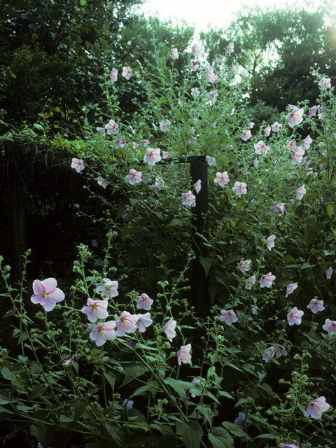 Kosteletzkya virginica (Virginia saltmarsh mallow) #22980