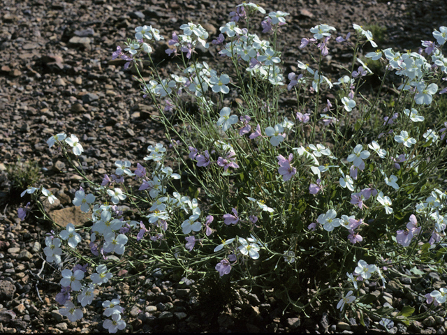 Nerisyrenia camporum (Bicolor fanmustard) #23390