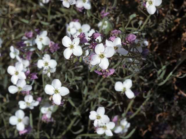 Nerisyrenia camporum (Bicolor fanmustard) #23391