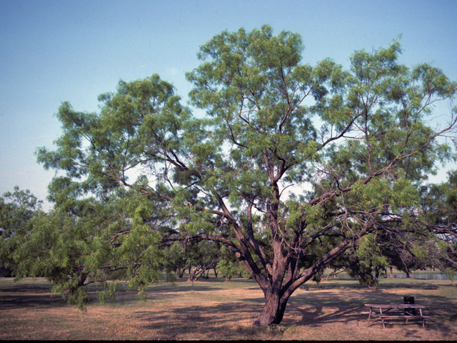 Prosopis glandulosa (Honey mesquite) #23906