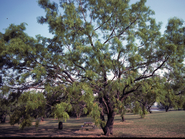 Prosopis glandulosa (Honey mesquite) #23907