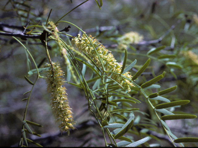 Prosopis glandulosa (Honey mesquite) #23911