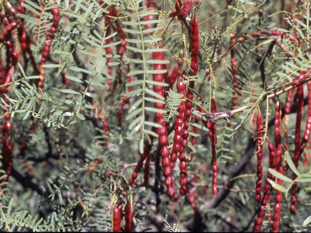 Prosopis glandulosa (Honey mesquite) #23912