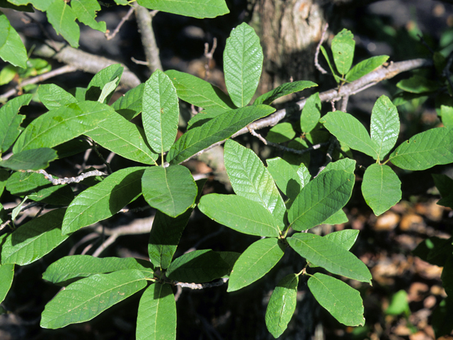 Quercus polymorpha (Mexican white oak) #24082