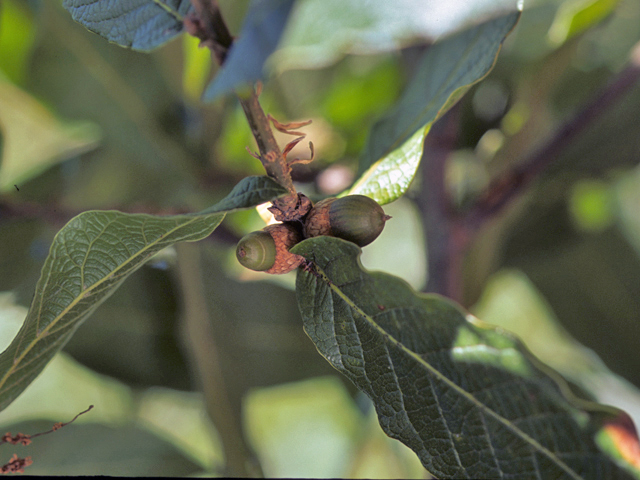 Quercus polymorpha (Mexican white oak) #24085