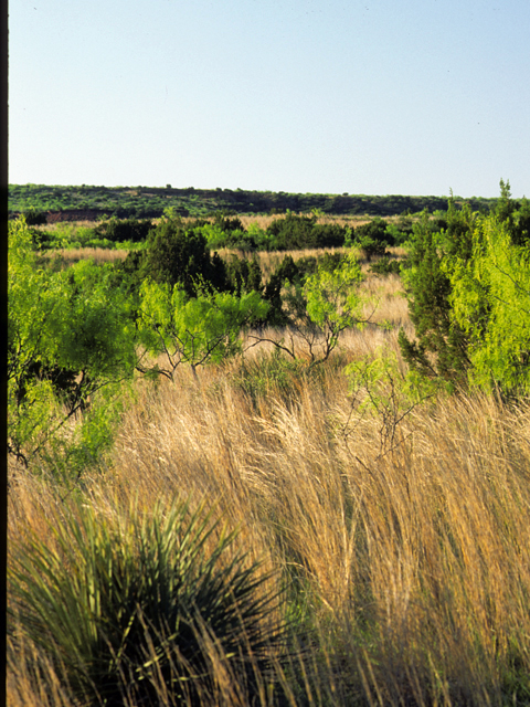 Schizachyrium scoparium (Little bluestem) #24518