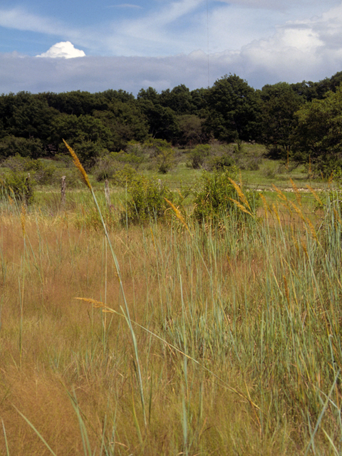 Sorghastrum nutans (Indiangrass) #24683