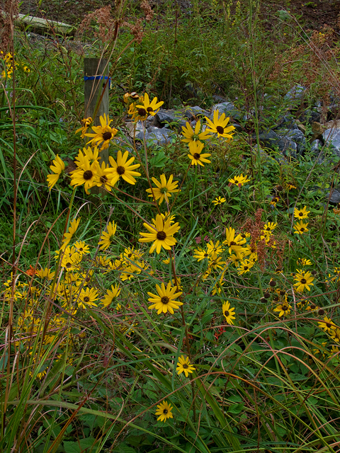 Helianthus annuus (Common sunflower) #47532