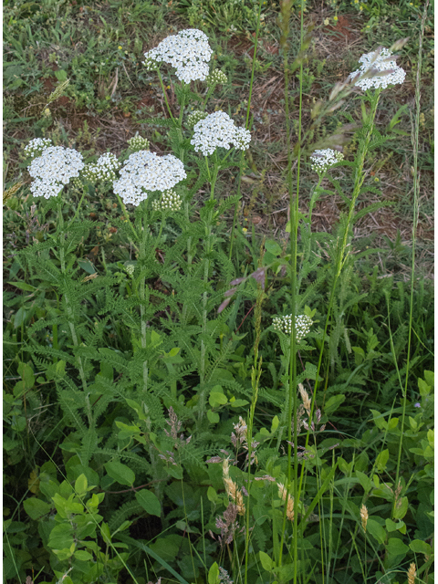 Achillea millefolium (Common yarrow) #48996