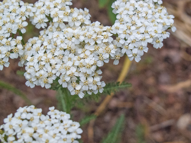 Achillea millefolium (Common yarrow) #49008