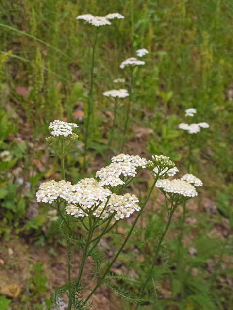 Achillea millefolium (Common yarrow) #49009